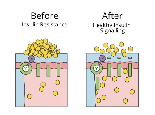 Diagram comparing insulin resistance at the cell wall with healthy insulin signalling